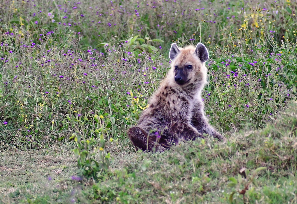 Lake Nakuru N.P.